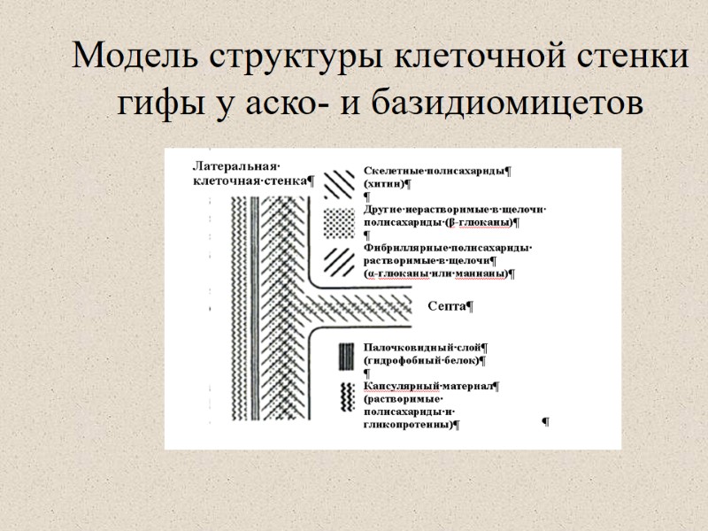 Модель структуры клеточной стенки гифы у аско- и базидиомицетов